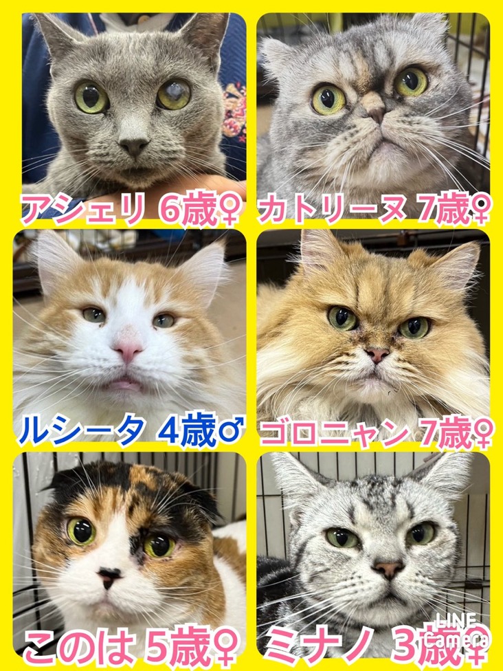 🐾今日の里親様募集中ニャンコ😺メンバーです🐾2024,4,27【保護犬カフェ天神橋店】