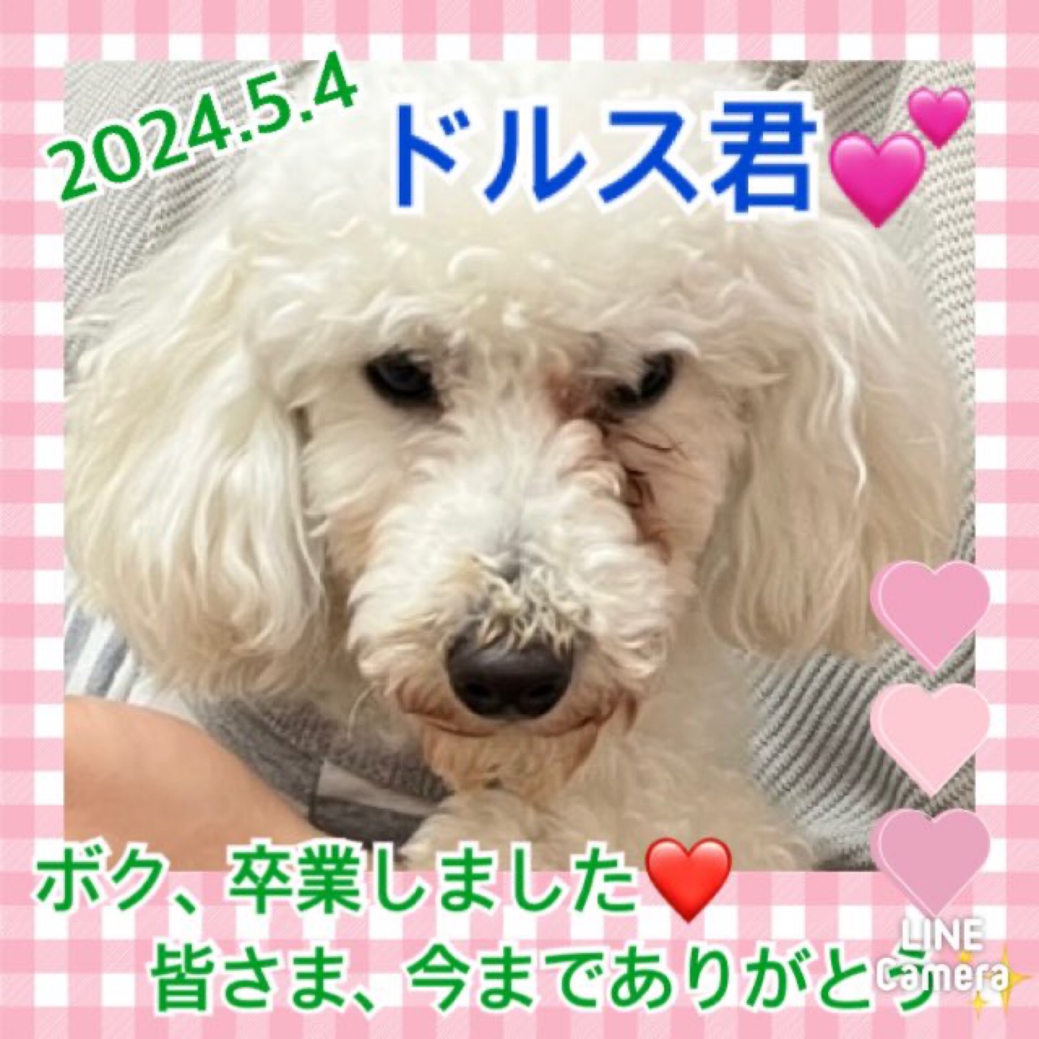 ★ドルス★2024,3,25ー2024,5,4【保護犬カフェ天神橋店】