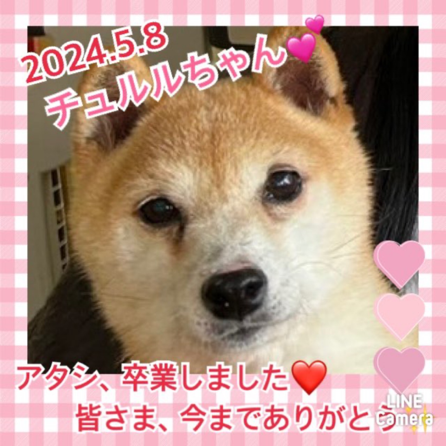 ★チュルル★2024,4,15ー2024,5,8【保護犬カフェ天神橋店】
