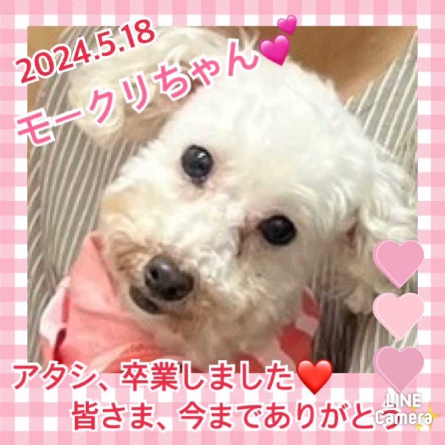 ★モークリ★2024,5,7ー2024,5,18保護犬カフェ天神橋店】