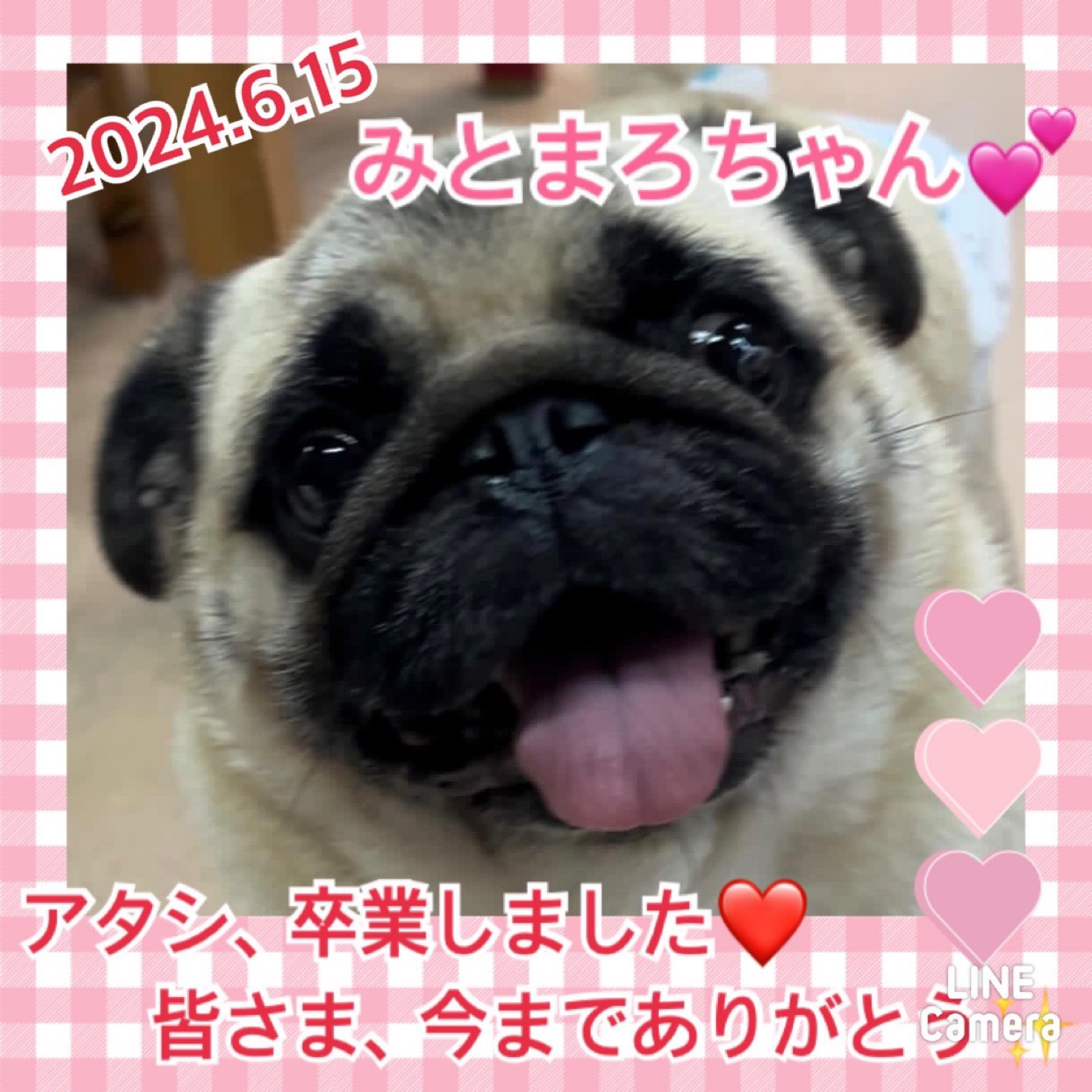 ★みとまろ★2024,6,10ー2024,6,15【保護犬カフェ天神橋店】
