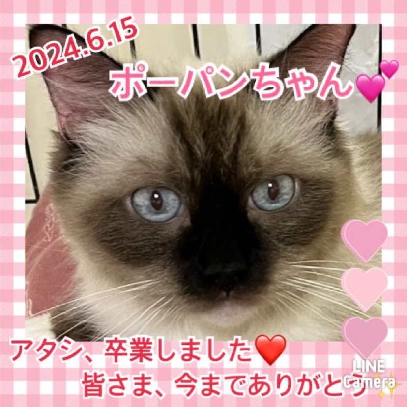 ★ポーパン★2024,6,6ー2024,6,15【保護犬カフェ天神橋店】
