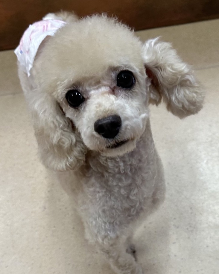 【運命の赤い糸見〜つけた❤️トイプードルのエマージュちゃん💕】2025,1,19【保護犬カフェ天神橋店】