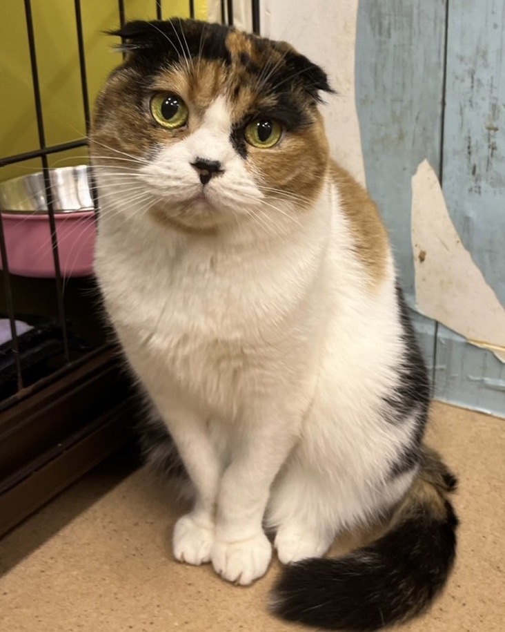 🐾今日の里親様募集中ニャンコ😺メンバーです🐾2024,12,10【保護犬カフェ天神橋店】