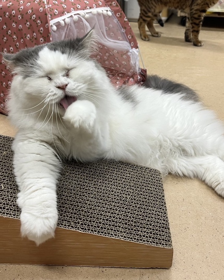 🐾今日の里親様募集中ニャンコ😺メンバーです🐾2024,12,3【保護犬カフェ天神橋店】