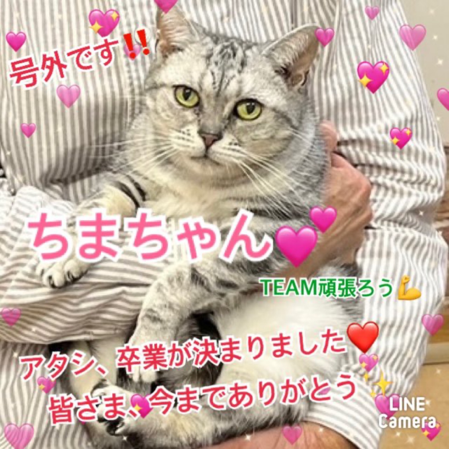 ★ちま★2024,6,13ー2024,11,10【保護犬カフェ天神橋店】