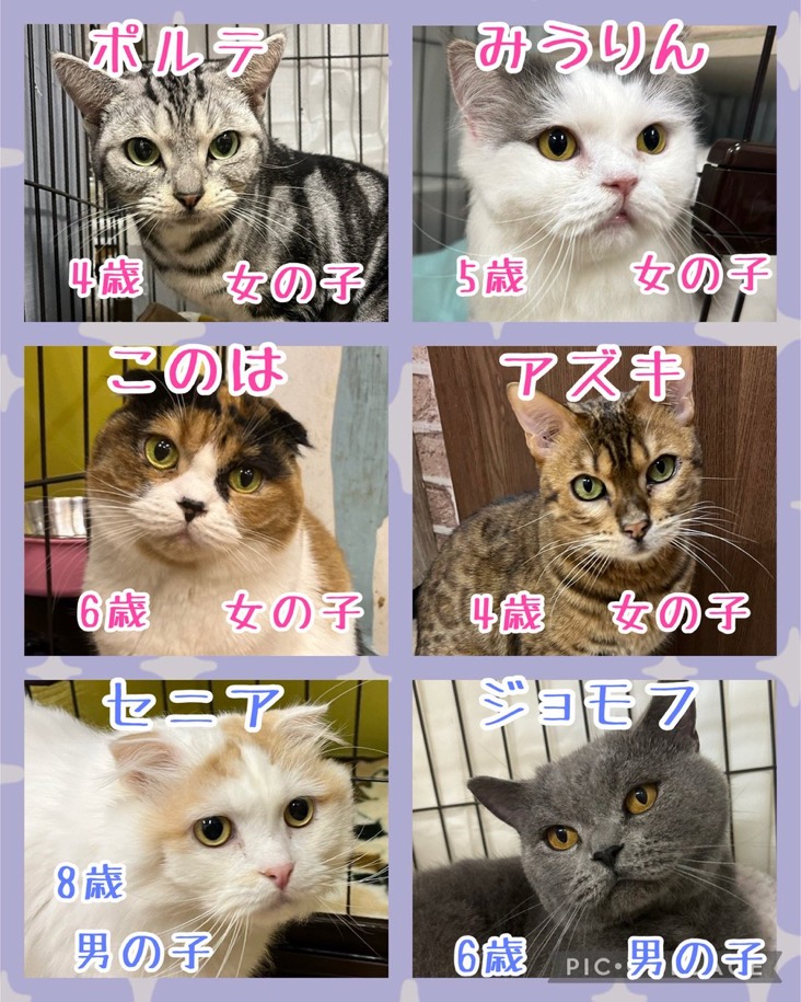 🐾今日の里親様募集中ニャンコ😺メンバーです🐾2024,12,10【保護犬カフェ天神橋店】