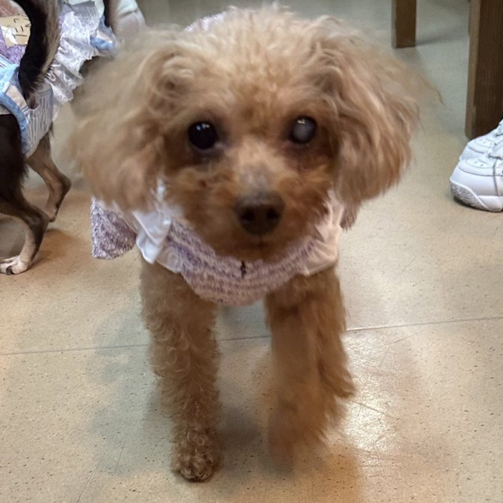 ✨シンデレラワンコ🐶トイプードルのなぎさ→じゅりちゃん💕＆かいりん→りんちゃん💕2024,11,24【保護犬カフェ天神橋店】
