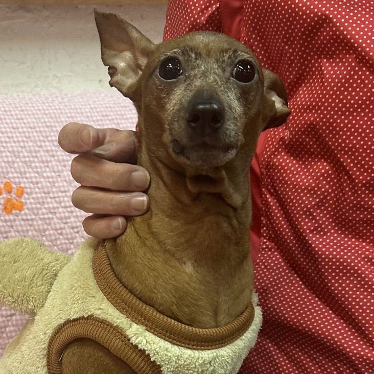 ✨シンデレラワンコ🐶ミニチュアピンシャーのアンジュマ→カノンちゃん💕2024,11,23【保護犬カフェ天神橋店】