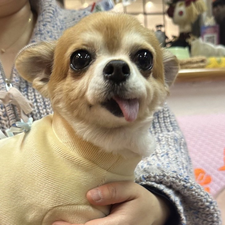 ✨シンデレラワンコ🐶チワワのハルパル→はるちゃん💕2024,11,23【保護犬カフェ天神橋店】