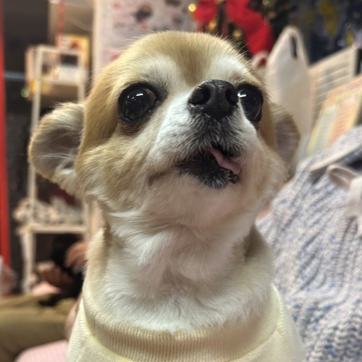 ✨シンデレラワンコ🐶チワワのハルパル→はるちゃん💕2024,11,23【保護犬カフェ天神橋店】