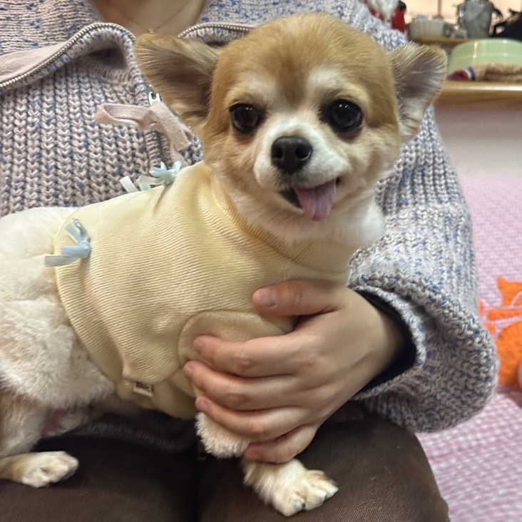 ✨シンデレラワンコ🐶チワワのハルパル→はるちゃん💕2024,11,23【保護犬カフェ天神橋店】