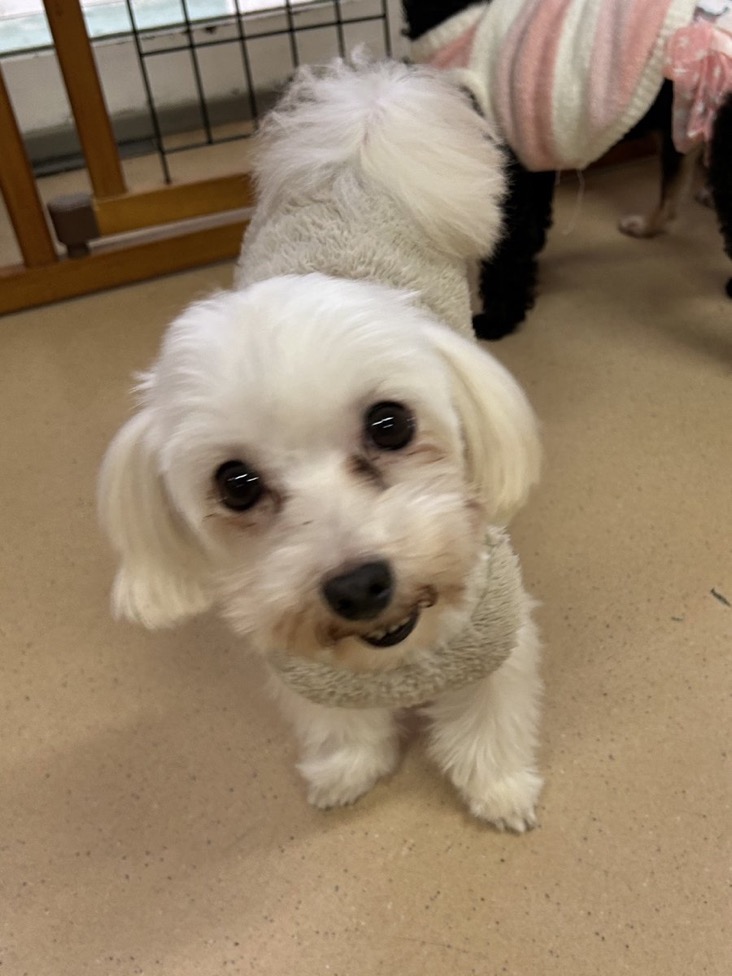 里親様募集中ワンコ🐶マルチーズのヒッポ君💕2024,11,28【保護犬カフェ天神橋店】