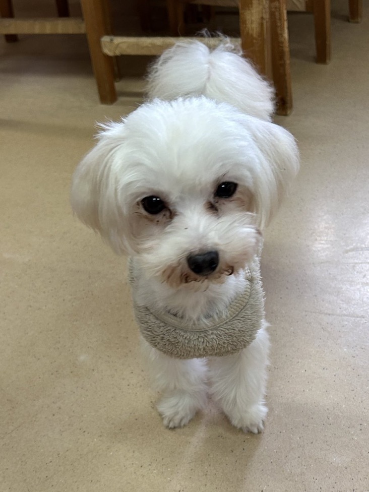 里親様募集中ワンコ🐶マルチーズのヒッポ君💕2024,11,28【保護犬カフェ天神橋店】