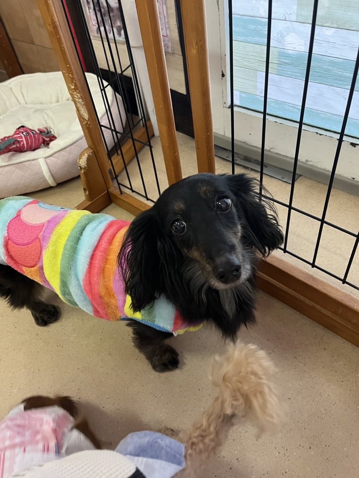 ✨シンデレラワンコ🐶ダックスのマギール→きこちゃん💕2024,11,29【保護犬カフェ天神橋店】