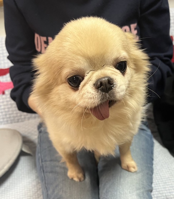 ✨シンデレラワンコ🐶チワワのハウル君💕2024,11,29【保護犬カフェ天神橋店】