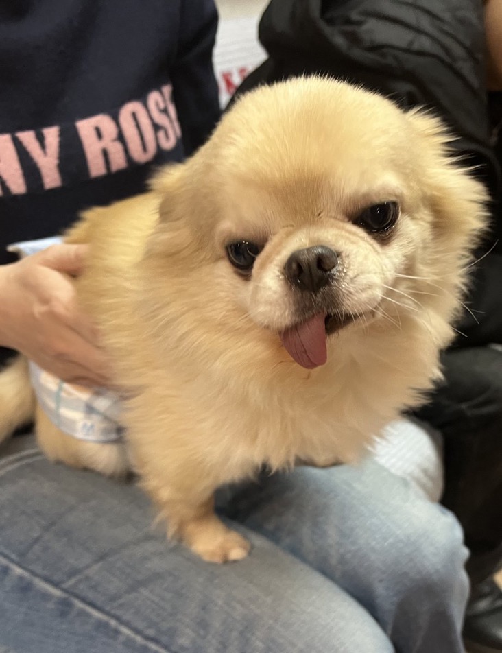 ✨シンデレラワンコ🐶チワワのハウル君💕2024,11,29【保護犬カフェ天神橋店】