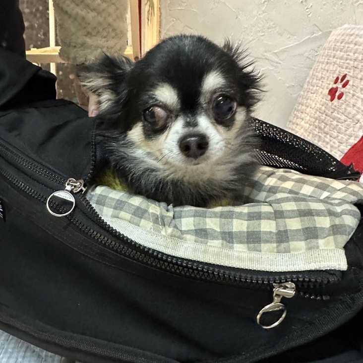 ✨シンデレラワンコ🐶チワワのダンディー→暖（だん）君💕2024,11,28【保護犬カフェ天神橋店】