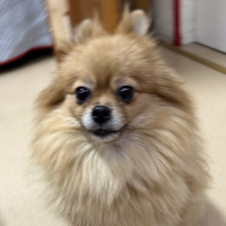 ✨シンデレラワンコ🐶ポメラニアンのリユール→優里ちゃん💕2024,11,28【保護犬カフェ天神橋店】