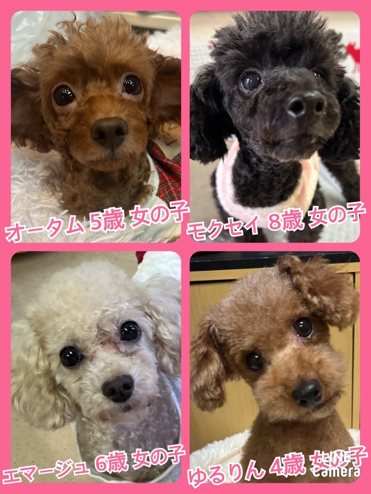 🐾今日の里親様募集中ワンコ🐶メンバーです🐾2024,12,1【保護犬カフェ天神橋店】