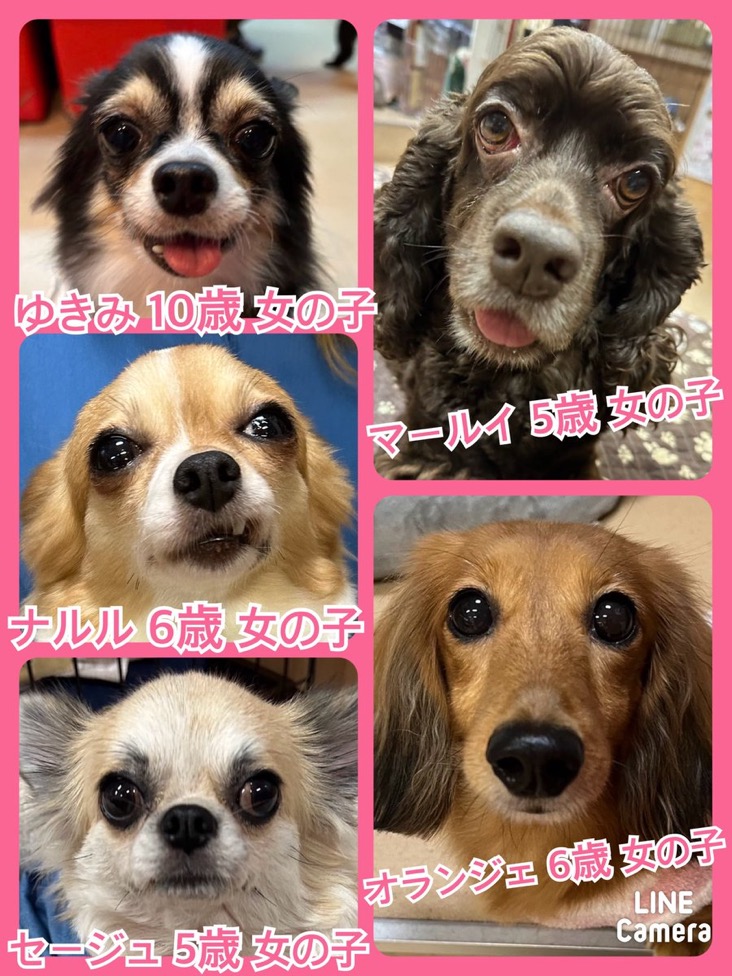 🐾今日の里親様募集中ワンコ🐶メンバーです🐾2024,12,1【保護犬カフェ天神橋店】
