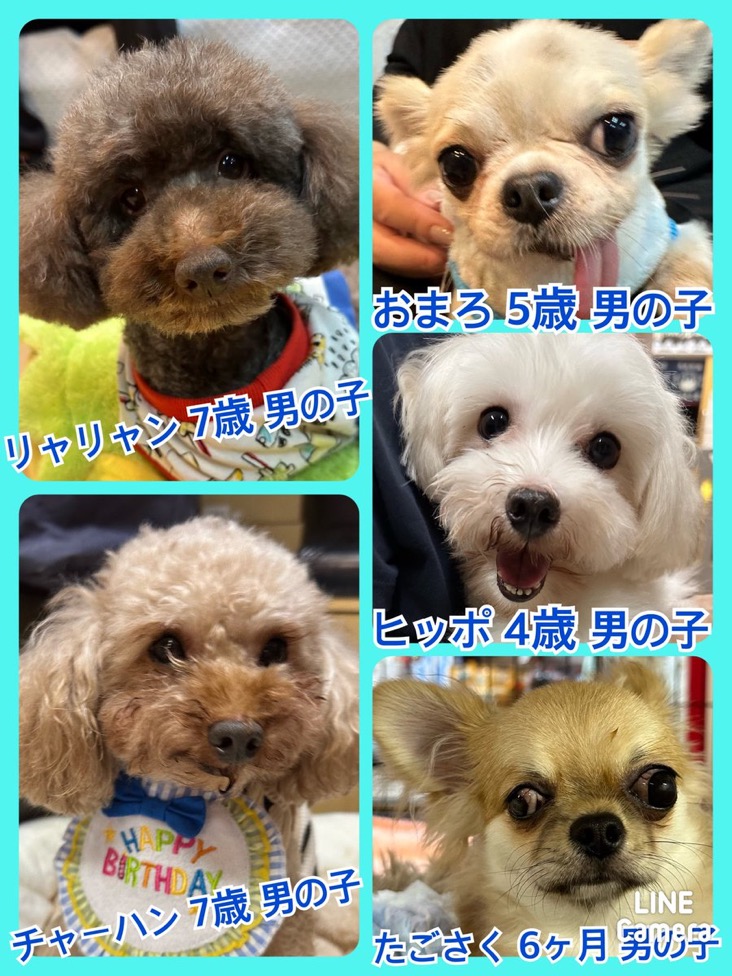🐾今日の里親様募集中ワンコ🐶メンバーです🐾2024,12,1【保護犬カフェ天神橋店】