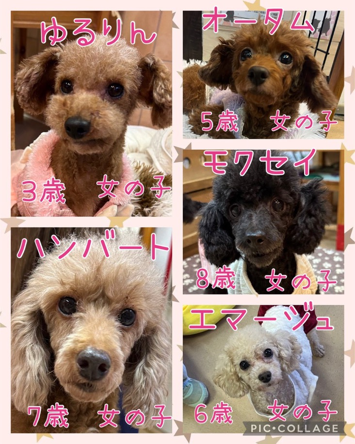 🐾今日の里親様募集中ワンコ🐶メンバーです🐾2024,12,9【保護犬カフェ天神橋店】