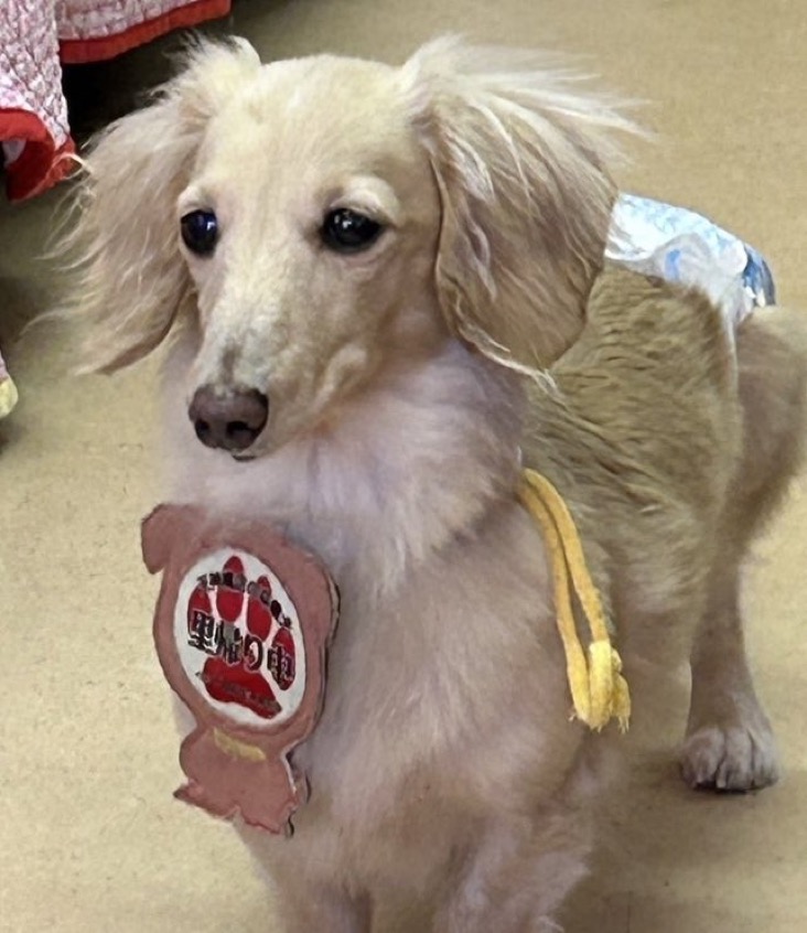 ✨シンデレラワンコ🐶ダックスの幸ちゃん💕＆チワワとダックスの小春ちゃん💕2024,12,1【保護犬カフェ天神橋店】