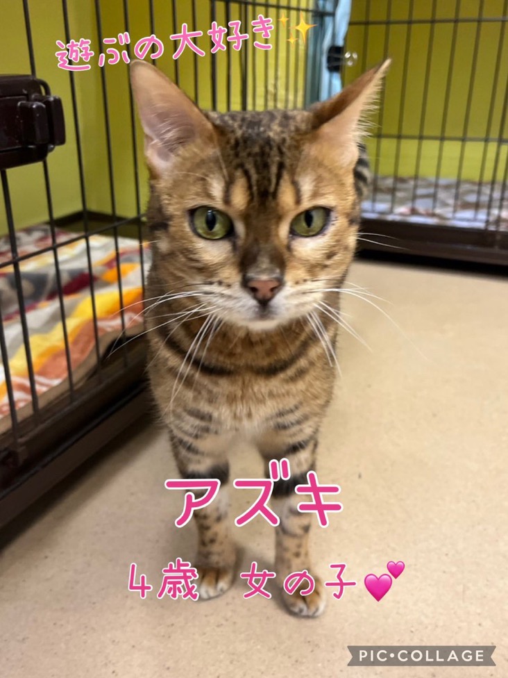 🐾今日の里親様募集中ニャンコ😺メンバーです🐾2024,12,12【保護犬カフェ天神橋店】