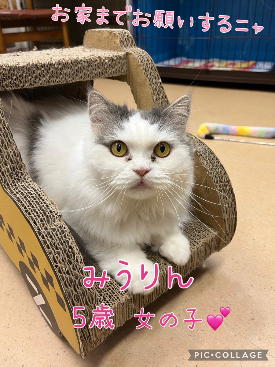 🐾今日の里親様募集中ニャンコ😺メンバーです🐾2025,1,7【保護犬カフェ天神橋店】