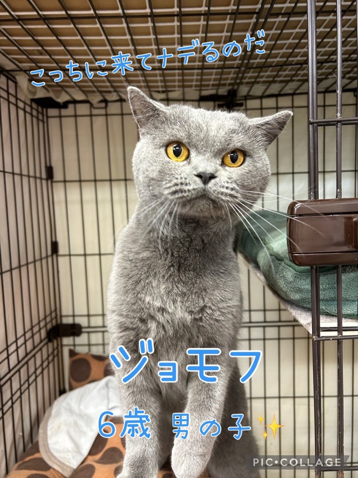 【運命の赤い糸見〜つけた❤️ブリティッシュショートヘアのジョモフ君💕】2025,1,1