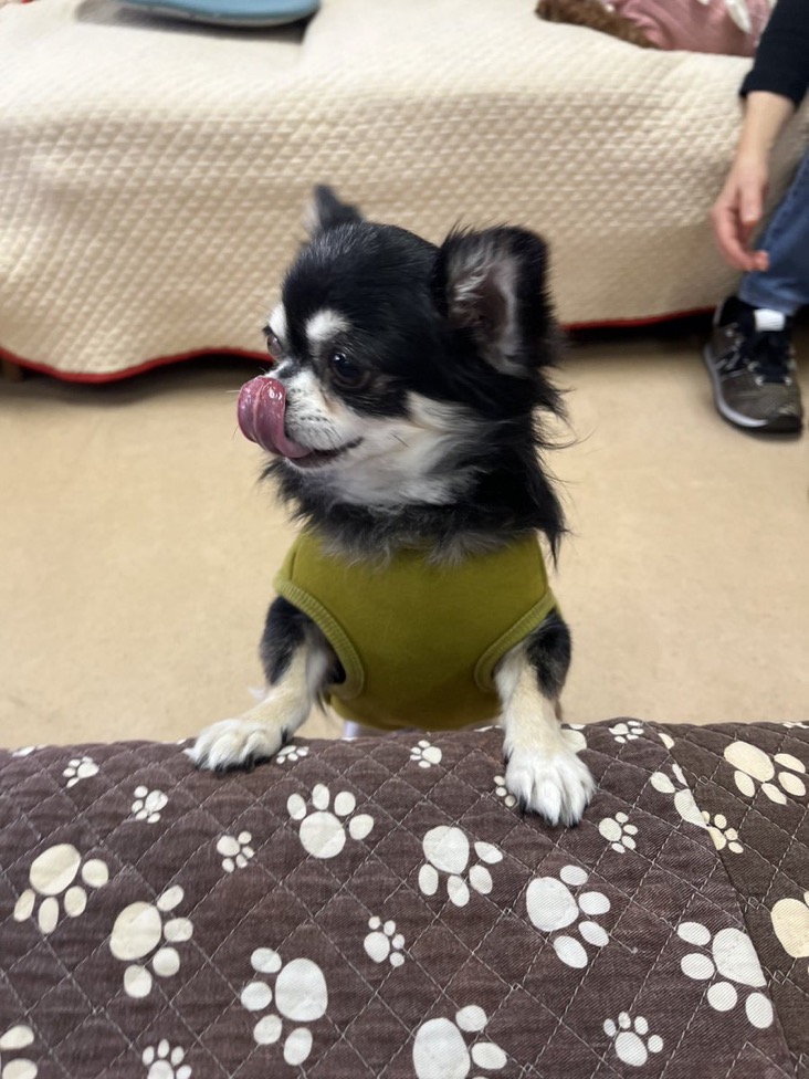 ✨シンデレラワンコ🐶チワワのダンディー→暖（だん）くん💕2024,12,4✨【保護犬カフェ天神橋店】