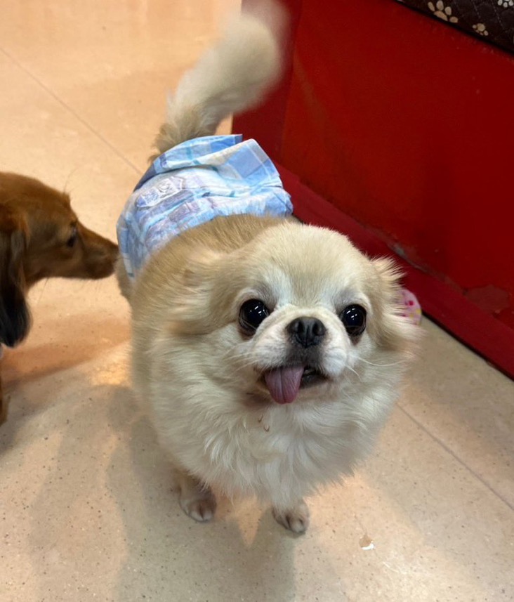✨シンデレラワンコ🐶チワワのチワワのハウル君💕2024,12,4✨【保護犬カフェ天神橋店】