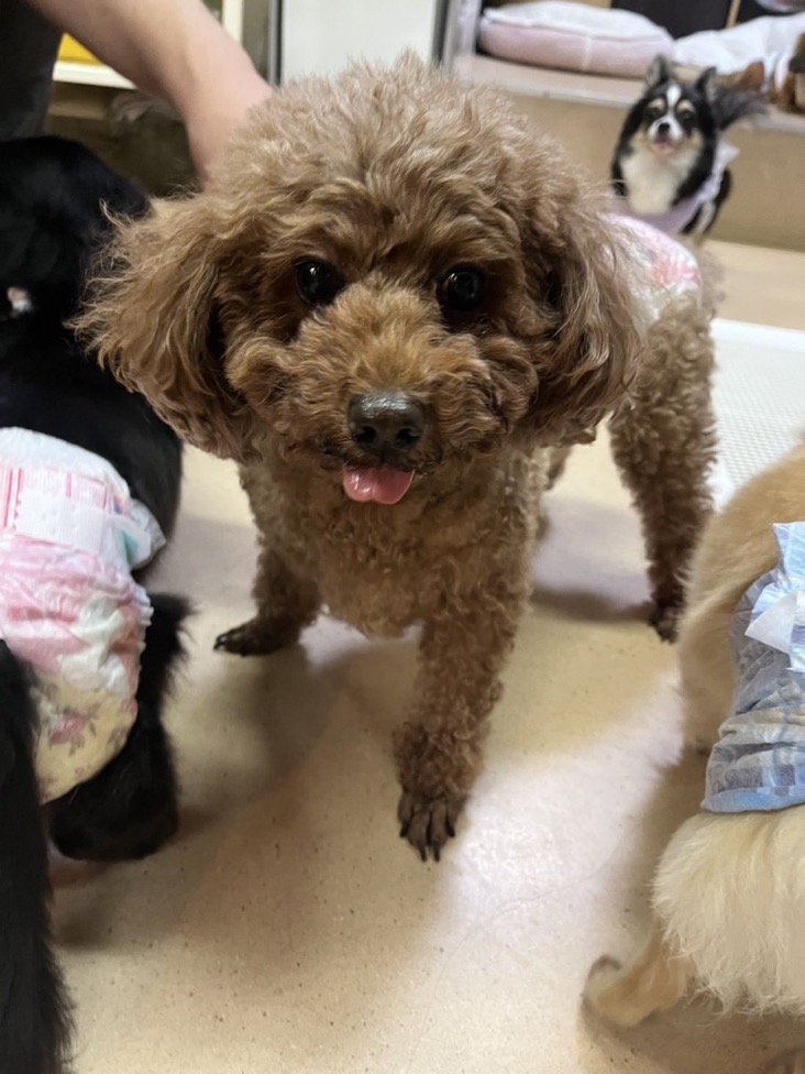 ✨シンデレラワンコ🐶トイプードルのサビーナ→もなかちゃん💕2024,12,4【保護犬カフェ天神橋店】