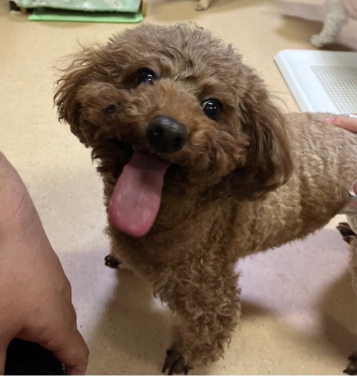 ✨シンデレラワンコ🐶トイプードルのサビーナ→もなかちゃん💕2024,12,4【保護犬カフェ天神橋店】