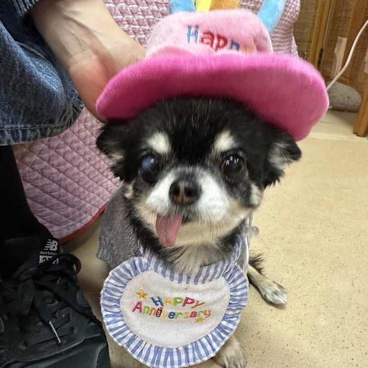 ✨シンデレラワンコ🐶チワワのマンムー→まむちゃん💕2024,12,5✨【保護犬カフェ天神橋店】