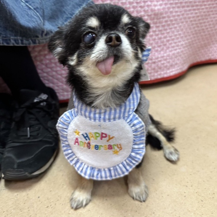✨シンデレラワンコ🐶チワワのマンムー→まむちゃん💕2024,12,5✨【保護犬カフェ天神橋店】