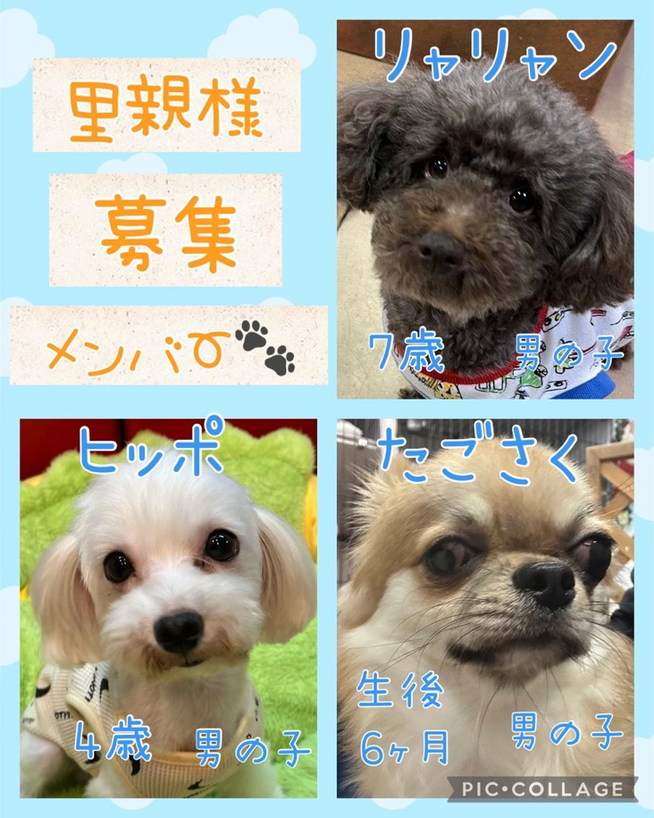 🐾今日の里親様募集中ワンコ🐶メンバーです🐾2024,12,9【保護犬カフェ天神橋店】