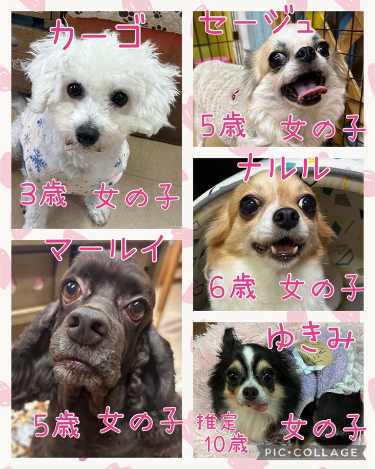 🐾今日の里親様募集中ワンコ🐶メンバーです🐾2024,12,9【保護犬カフェ天神橋店】