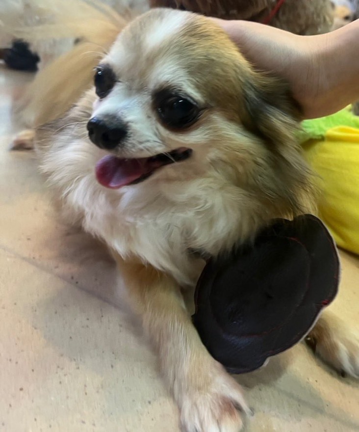 ✨シンデレラワンコ🐶チワワのレポレポ→レポ君💕2024,12,8【保護犬カフェ天神橋店】