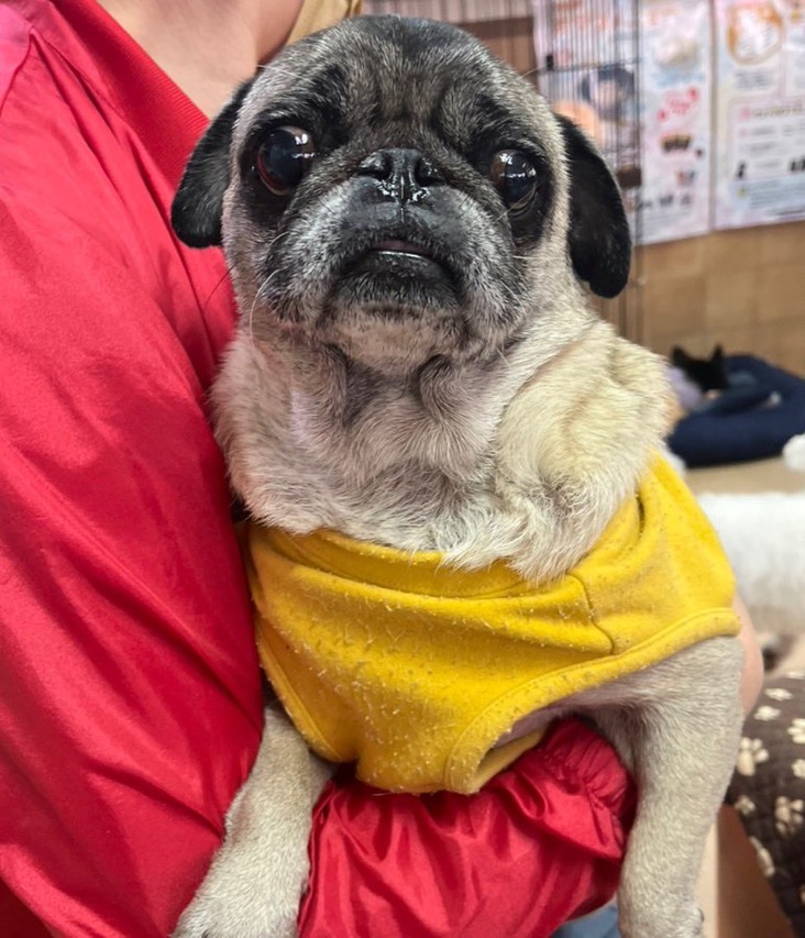 ✨シンデレラワンコ🐶パグのおもゆ→マムちゃん💕2024,12,8【保護犬カフェ天神橋店】