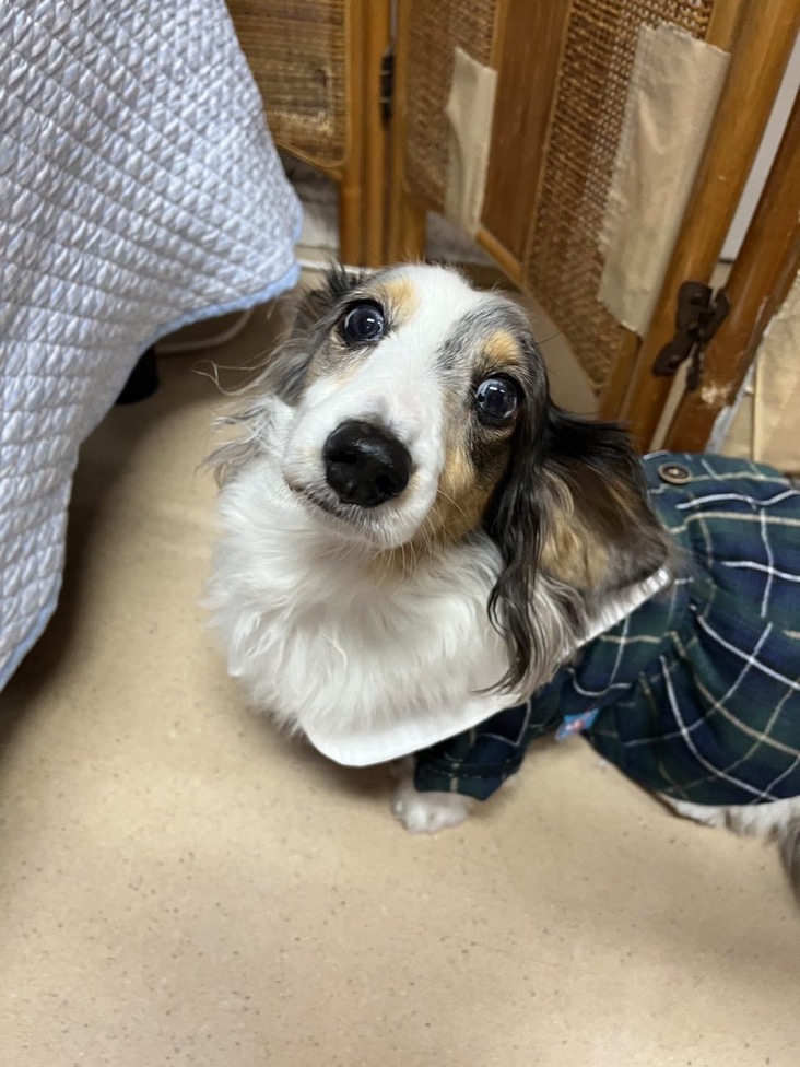 ✨シンデレラワンコ🐶ダックスのあむよ→ベルちゃん💕2024,12,7【保護犬カフェ天神橋店】