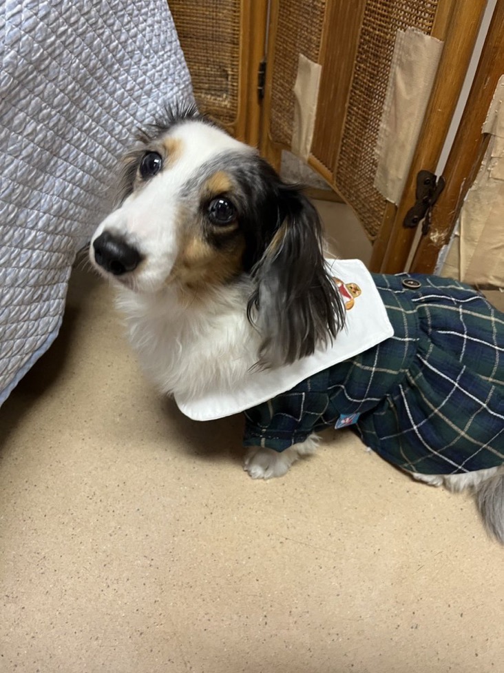 ✨シンデレラワンコ🐶ダックスのあむよ→ベルちゃん💕2024,12,7【保護犬カフェ天神橋店】