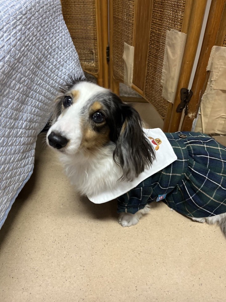 ✨シンデレラワンコ🐶ダックスのあむよ→ベルちゃん💕2024,12,7【保護犬カフェ天神橋店】