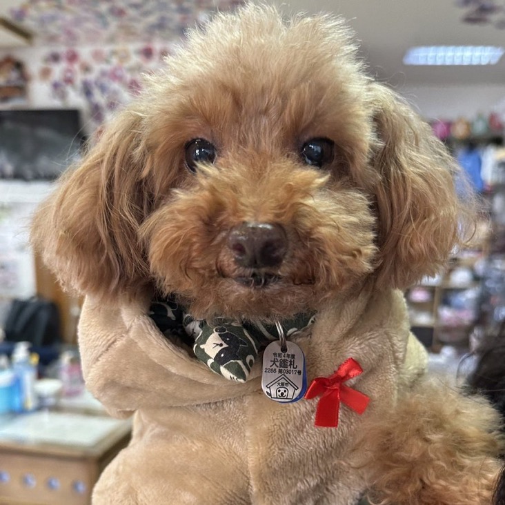 ✨シンデレラワンコ🐶トイプードルのキーマ→琥珀くん💕2024,12,7✨【保護犬カフェ天神橋店】