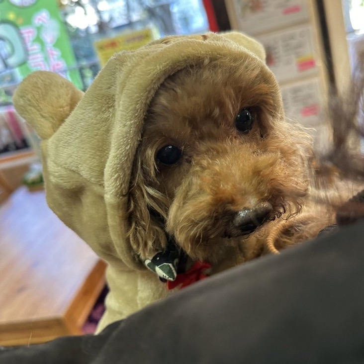 ✨シンデレラワンコ🐶トイプードルのキーマ→琥珀くん💕2024,12,7✨【保護犬カフェ天神橋店】