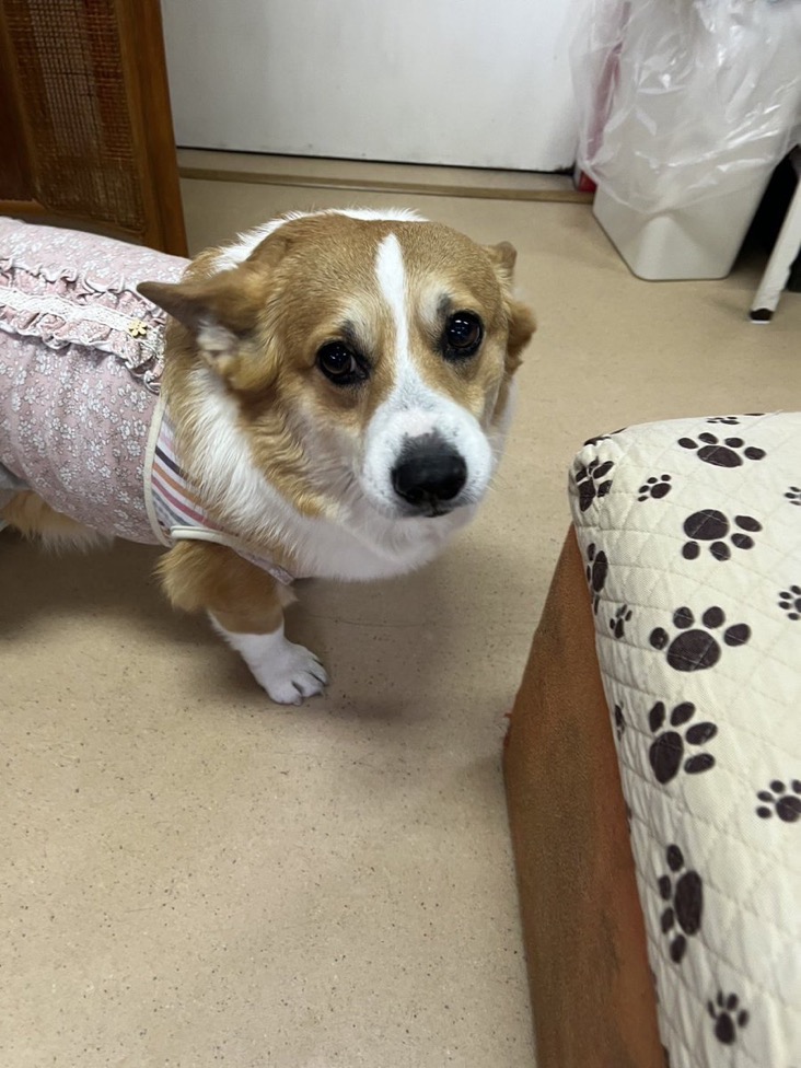 ✨シンデレラワンコ🐶コーギーのピカリちゃん💕2024,12,6✨【保護犬カフェ天神橋店】