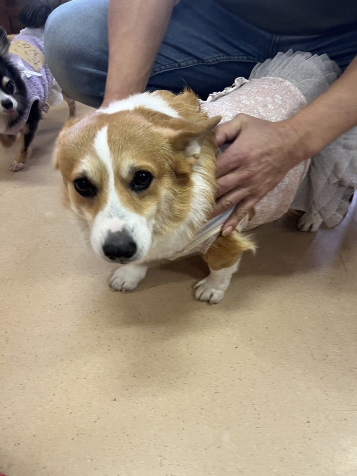 ✨シンデレラワンコ🐶コーギーのピカリちゃん💕2024,12,6✨【保護犬カフェ天神橋店】
