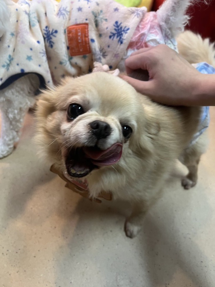 ✨シンデレラワンコ🐶チワワのハウル君💕2024,12,6✨【保護犬カフェ天神橋店】