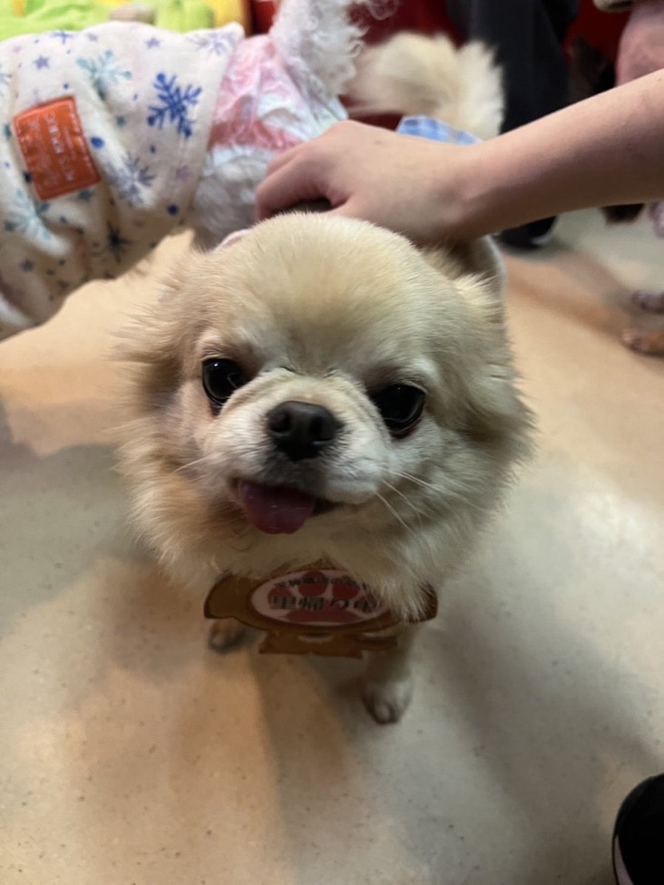 ✨シンデレラワンコ🐶チワワのハウル君💕2024,12,6✨【保護犬カフェ天神橋店】